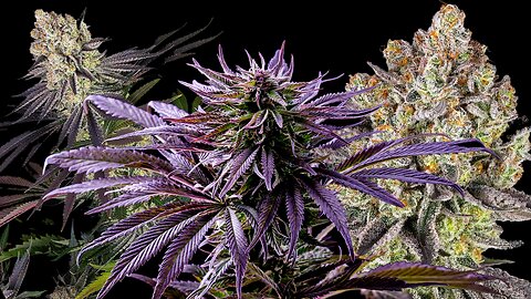 Exotic cultivars