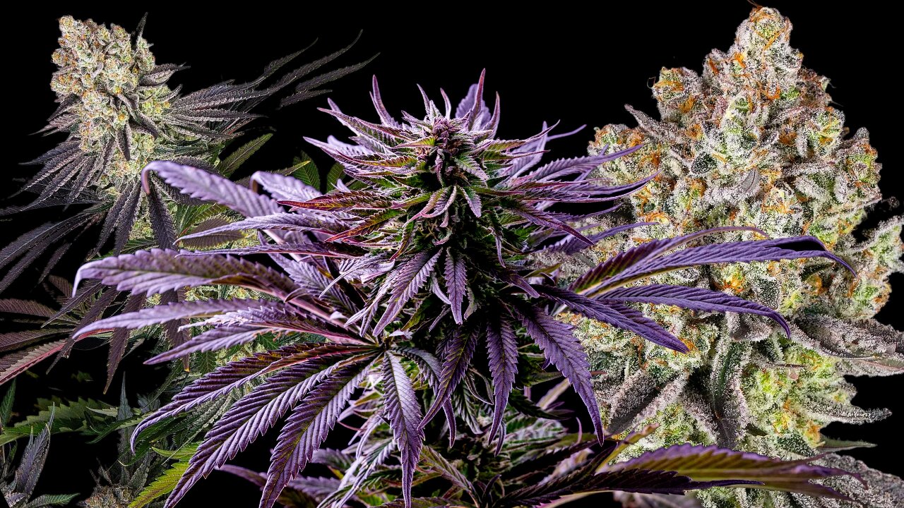 Exotic cultivars