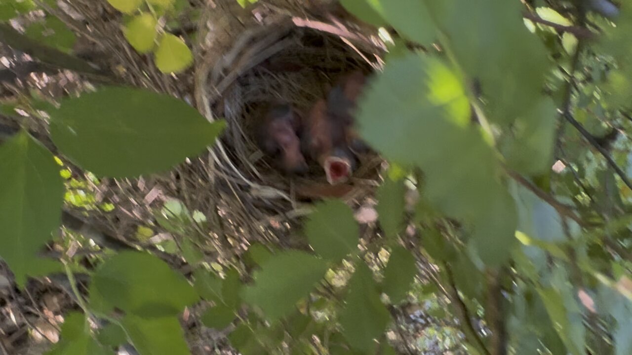 Bird
