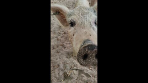 Mornings with the pigs at the farm