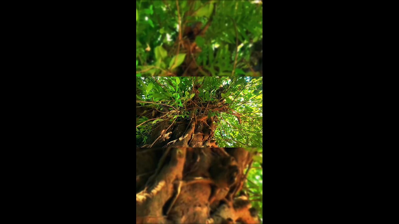 The Silent Giant 🌳 | Slide-Down Reveal of an Old Tree #Shorts