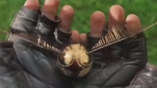 Trump To Deploy 300,000 Killer Drones By February 2026! Jeff Snysder