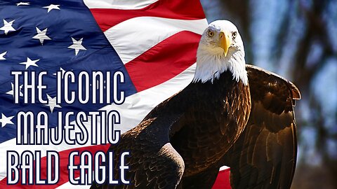 Majestic Bald Eagles: America's Iconic Bird 🦅
