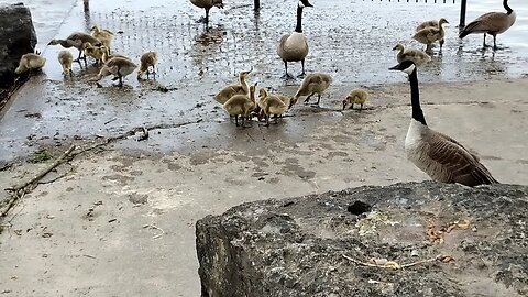 Gosling's on the Pier