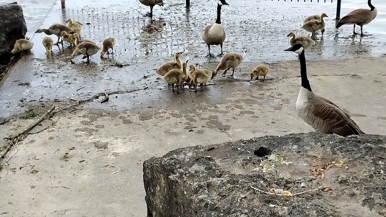 Gosling's on the Pier