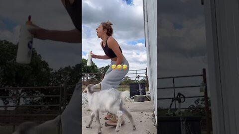 The Animals #funnyanimals #animals #pets #shorts