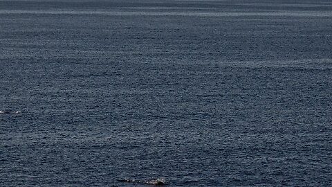 FREE DOLPHIN SHOW AT THE GULF OF AMERICA