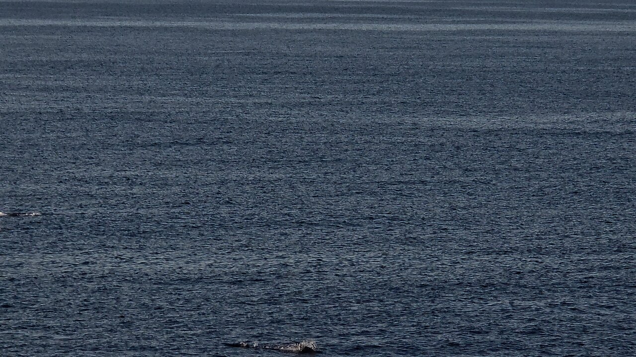FREE DOLPHIN SHOW AT THE GULF OF AMERICA