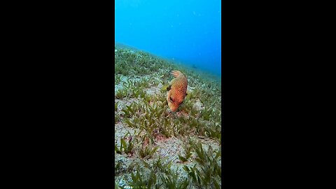 amazing fish