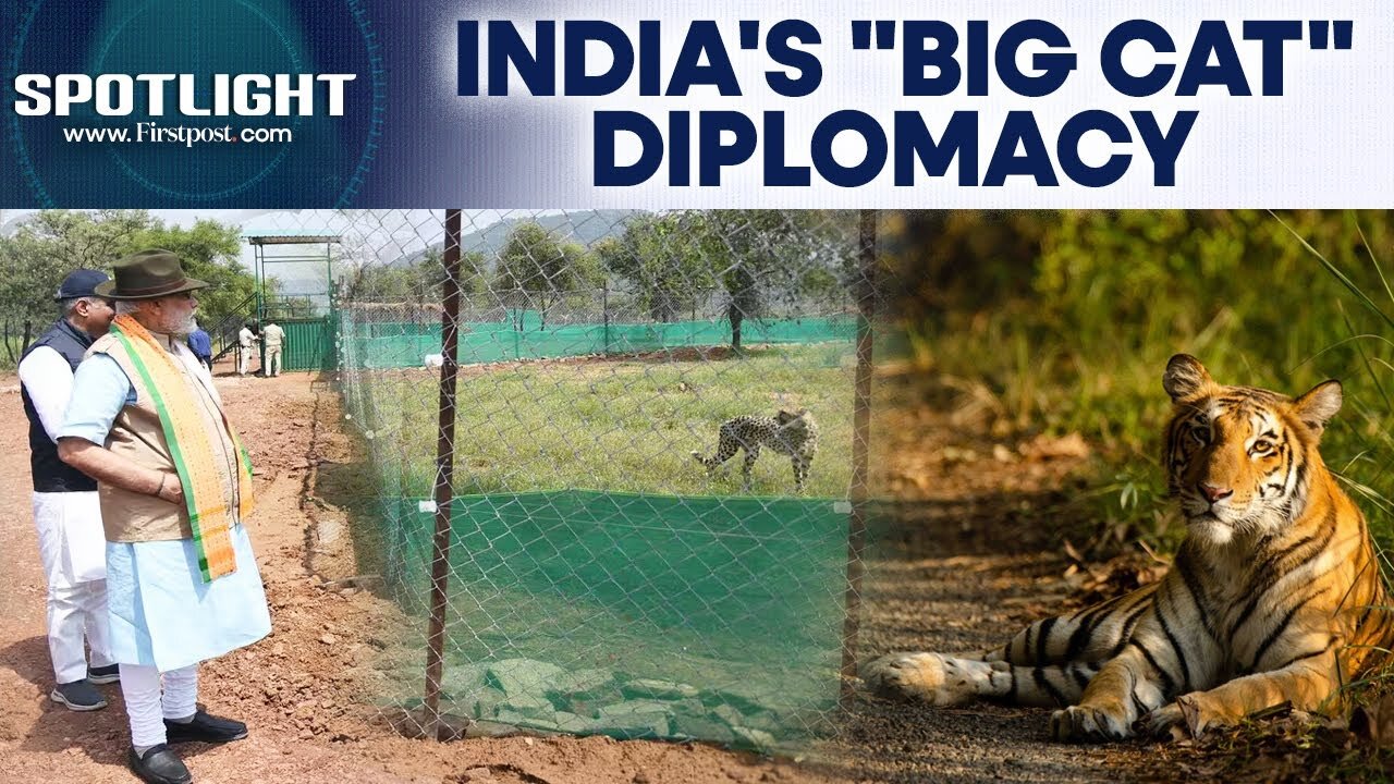 Indian Tigers To Roar In Cambodia After Kuno Cheetah Conservation Triumph | Spotlight | N18G