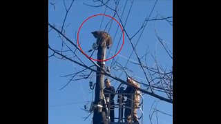 Un lince termina en la punta de un poste y tiene que ser rescatado