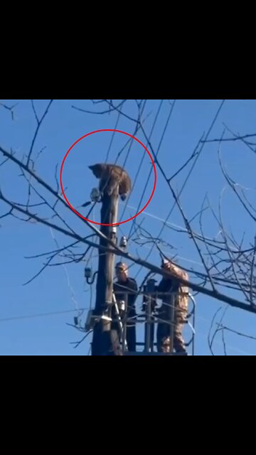 Un lince termina en la punta de un poste y tiene que ser rescatado
