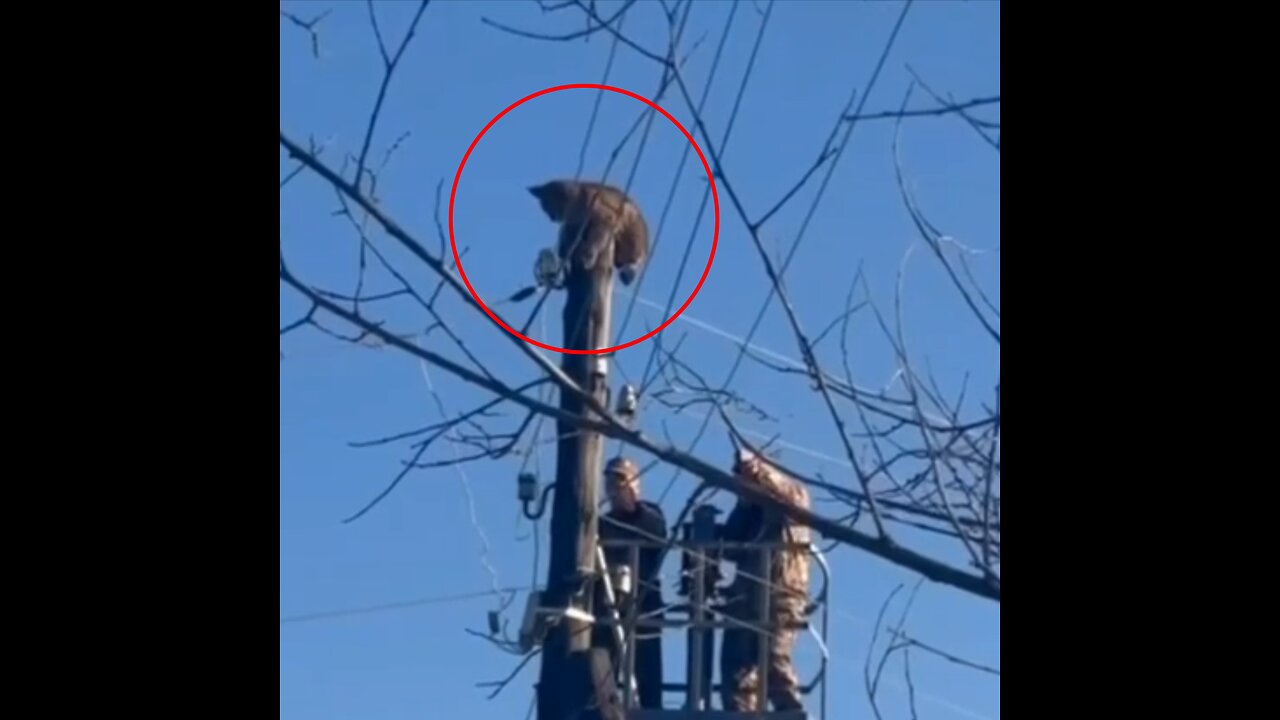 Un lince termina en la punta de un poste y tiene que ser rescatado