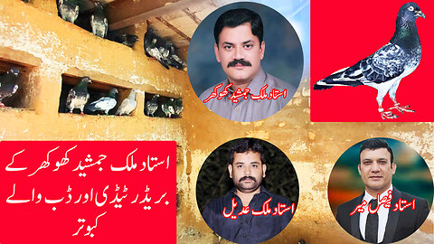 Ustad Malik Jamshaed's Tadi And Dab Walay Pigeons In There Original Condition Watch In HD Urdu/Hindi