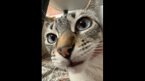 Funny animal videos 2023 - Funny cats⧸dogs - Funny animals