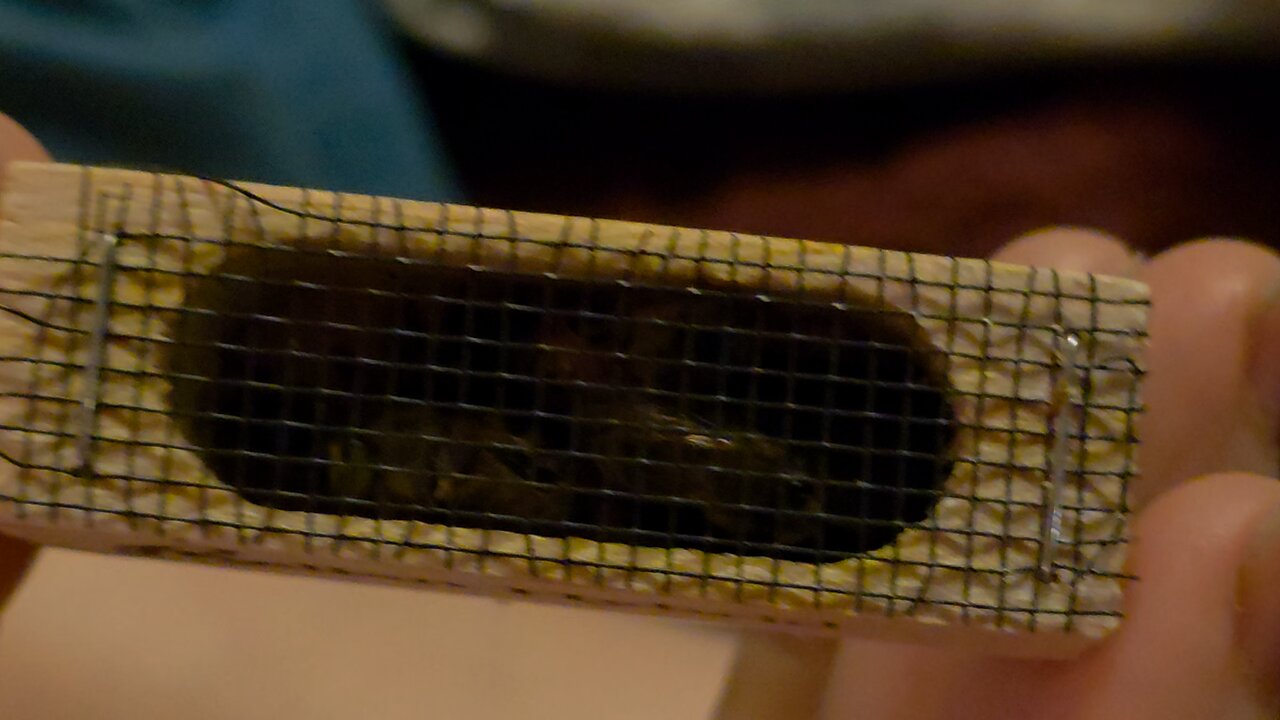 Here's The Queen Bee