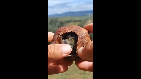 birds in fruit