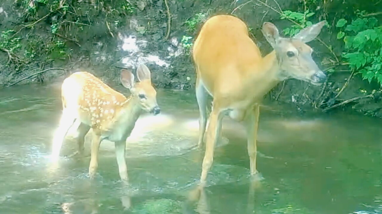 Fawn Crossing a Stream with Its Mother