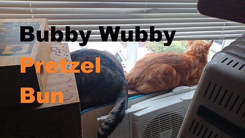 Pretzel Bun and Bubby Wubby on a rainy Saturday Summer Morning