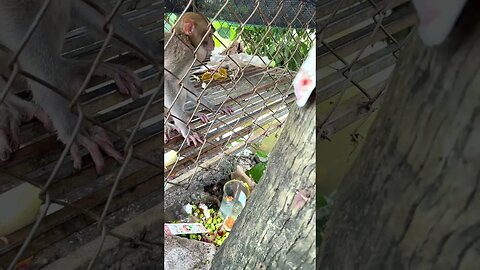 Caring for an Abandoned Monkey, the Mysterious Behaviors of Monkeys #19