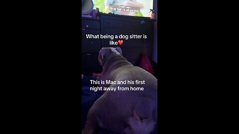 Dog Sitting