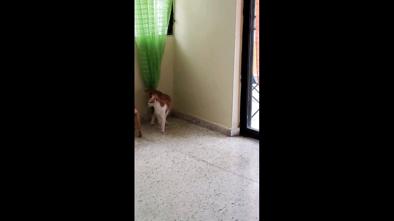 Cats