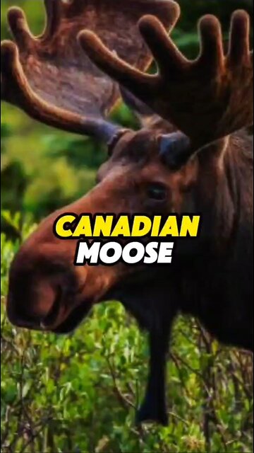 Canadian Moose