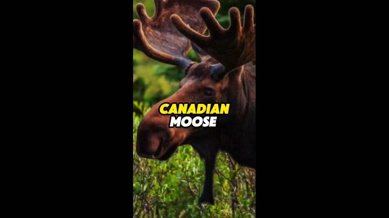 Canadian Moose