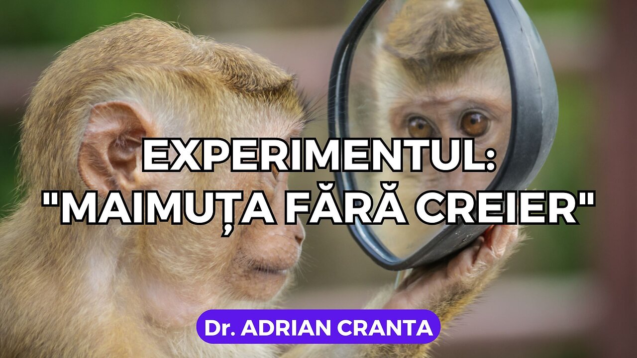 Experimentul: "Maimuța fără creier"