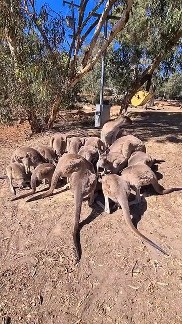The kangaroo mob having a meeting