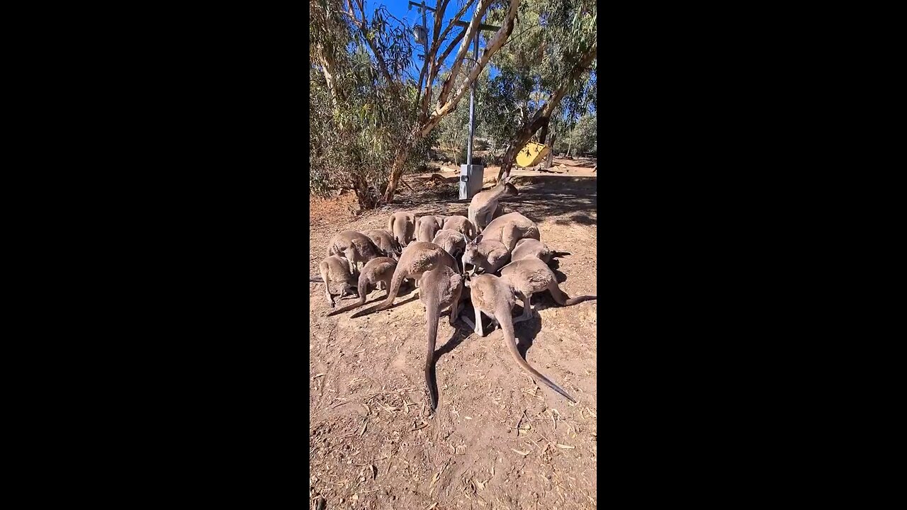 The kangaroo mob having a meeting