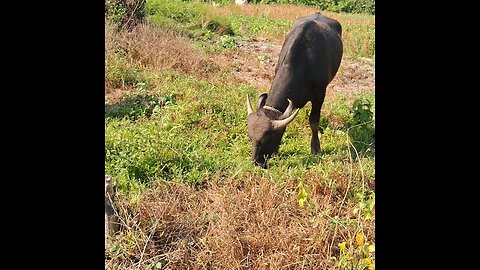 assam animal