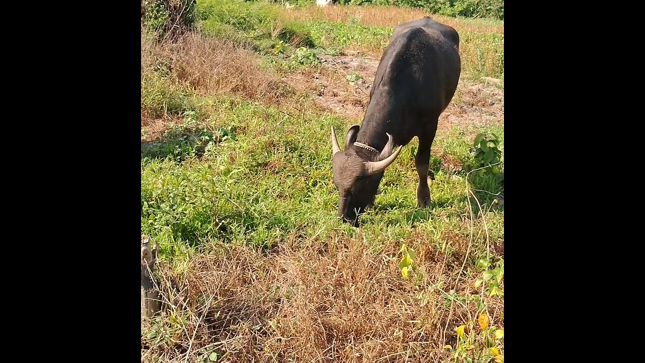 assam animal
