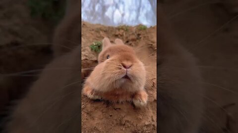 The little rabbit ate mulberries and his mouth turned red. Cute Pet Debut Plan. Pastoral Little Cut