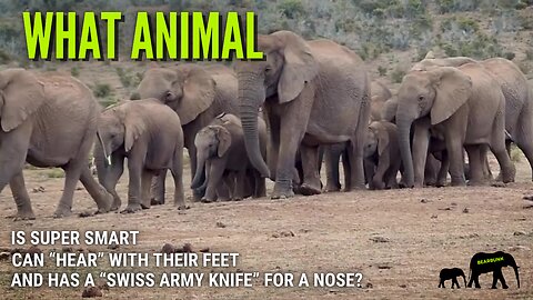 What Animal Is Super Smart, Hears With its Feet and has a Swiss Army Knife Knows? #wildlifefacts