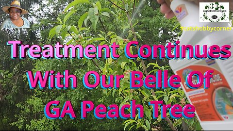 Continuing The Peach Tree Treatment - #catshobbycorner #gardening