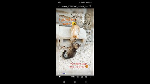 " when two cat go full WWE mode"😂🤣😂#FunnyCat #PetReactions #Shorts
