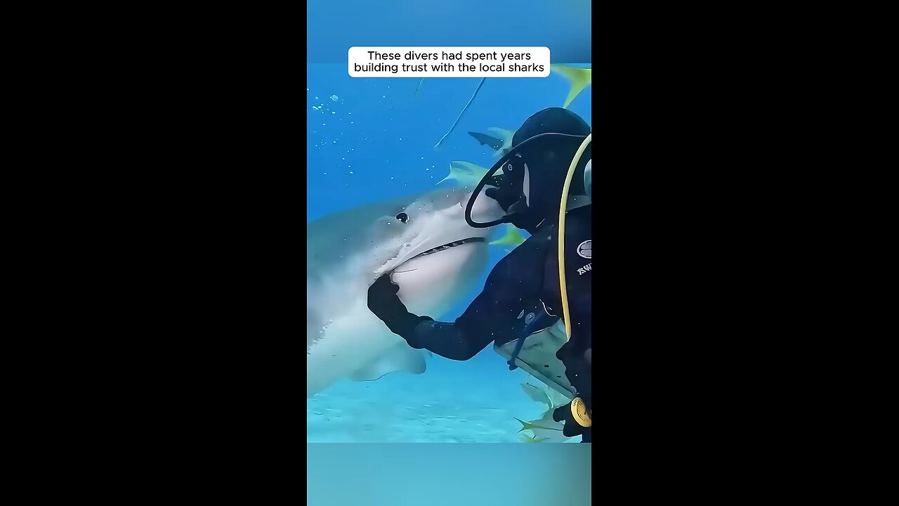 A shark guides kind divers to rescue its massive sperm whale friend