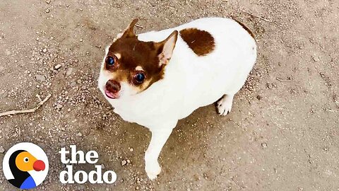 Obese Chihuahua Loses Half Of His Body Weight | The Dodo