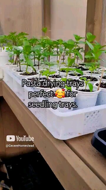 Pasta Trays for Plants