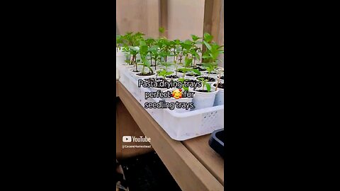 Pasta Trays for Plants