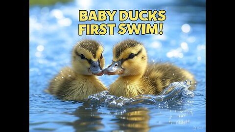 Adorable Baby Ducks Take Their First Swim!