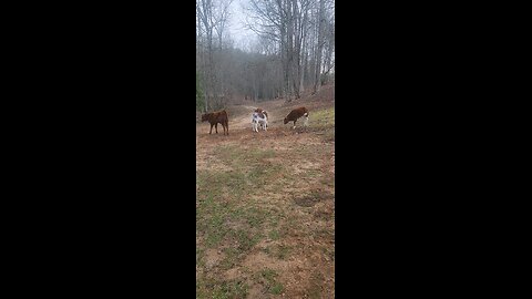 Shorthorn Plus calves 2025.