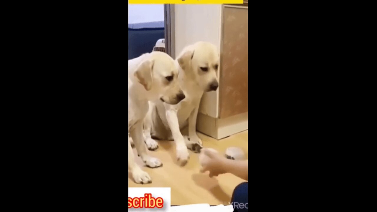 When Animals Get Spooked: The Funniest Reactions