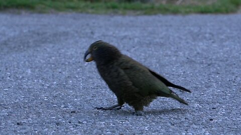Kea Birds New Zealand