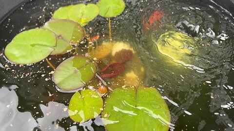 Lunchtime 🐠🐠🐠
