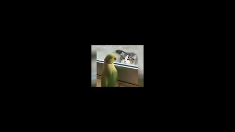 funny animals video 🤣😂