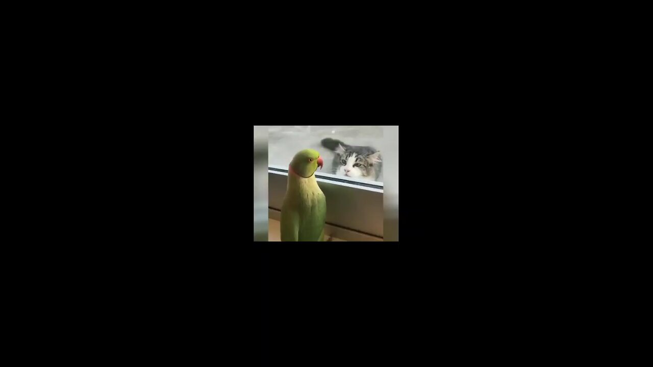 funny animals video 🤣😂