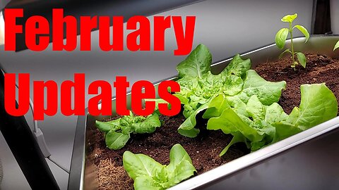 Updates #wig2025 *Mealy bugs & Letting Go