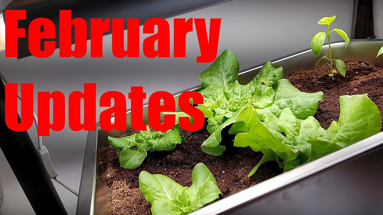 Updates #wig2025 *Mealy bugs & Letting Go